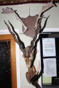 Two taxidermy birds, horn, antlers, deer and skin rug (7).