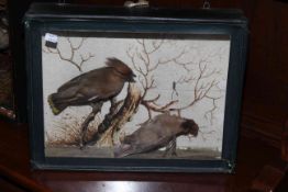 Two cased taxidermy of birds. Larger one is 45cm by 36cm and 17cm deep. Waxwings 36cm by 28cm and 8.