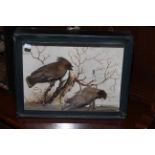 Two cased taxidermy of birds. Larger one is 45cm by 36cm and 17cm deep. Waxwings 36cm by 28cm and 8.