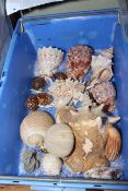 Collection of various seashells, fossils, semi-precious stones, etc.