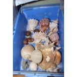 Collection of various seashells, fossils, semi-precious stones, etc.