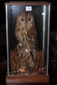 Taxidermy of an Owl in perspex presentation case, 49cm by 27cm.