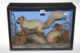 Taxidermy of two red squirrels in glazed case.