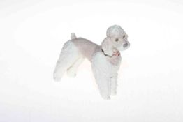 Lladro Poodle, 14.5cm high.