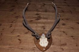 Mounted antler horns on shield mount.