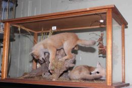 Taxidermy of pair of fox cubs hunting a rabbit, presented in wooden case, 91cm by 49cm by 46cm.