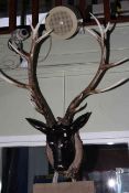 Composite deer head with horns mounted on a shield mount.