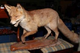 Taxidermy of a fox on a wooden stand, 90cm by 49cm.