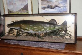 Taxidermy of a pike fish in a display case, 127cm by 45cm.