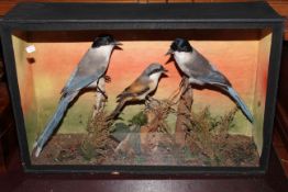 Cased taxidermy of a pair of blue winged Magpies and Shrike.