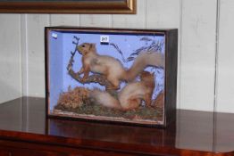 Taxidermy of two red squirrels in glazed case.