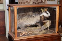 Framed cased taxidermy of a badger, 76cm by 46cm.