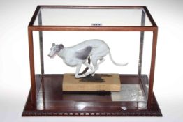 Cased Albany fine china figurine 'Greyhound' modelled by Neil Campbell, no. 109.