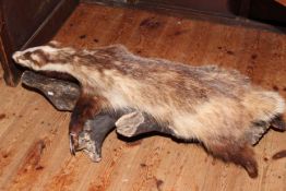 Taxidermy of badger on branch.