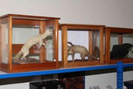 Three cased taxidermy, two ferrets and crow.