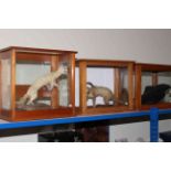 Three cased taxidermy, two ferrets and crow.