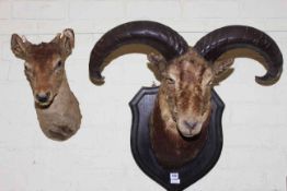 Shield mounted taxidermy of a water buck and a deer head.