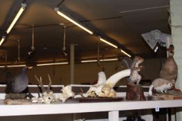 Taxidermy of duck, bird, squirrel, hedgehog and mouse, along with four skull and horns.