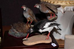 Three taxidermy of birds including pair red legged partridge, oyster catcher and grouse.