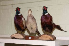 Three taxidermy of pheasants.