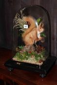 Taxidermy of a Red Squirrel under glass dome.