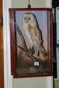 Taxidermy of a barn owl in glazed case with label to the reverse, Albert Green B'Mouth.