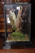 Taxidermy of a Green Woodpecker in glazed display case.