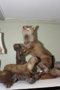 Taxidermy of a Fox and taxidermy of a Pine Marten.