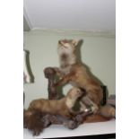 Taxidermy of a Fox and taxidermy of a Pine Marten.