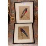 Pair watercolour and feather bird pictures in glazed frames, 32cm by 27cm including frames.