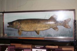 Cased taxidermy Pike fish, 'Caught by P.