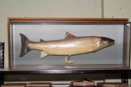 Cased taxidermy Salmon fish, 'Caught by Peter Nicholson, 10lb Tees Springer 1996, Gainford',