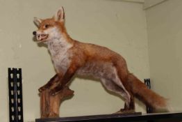 Mounted taxidermy fox, 74cm length.