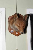 Taxidermy fox head mounted on a shield mount.
