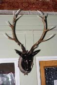 Composite deer head with antlers mounted on a shield mount.