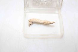 Antiquity - Arm with shoulder joint from very early doll/form, 4cm length.