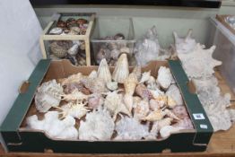 Collection of sea shells.