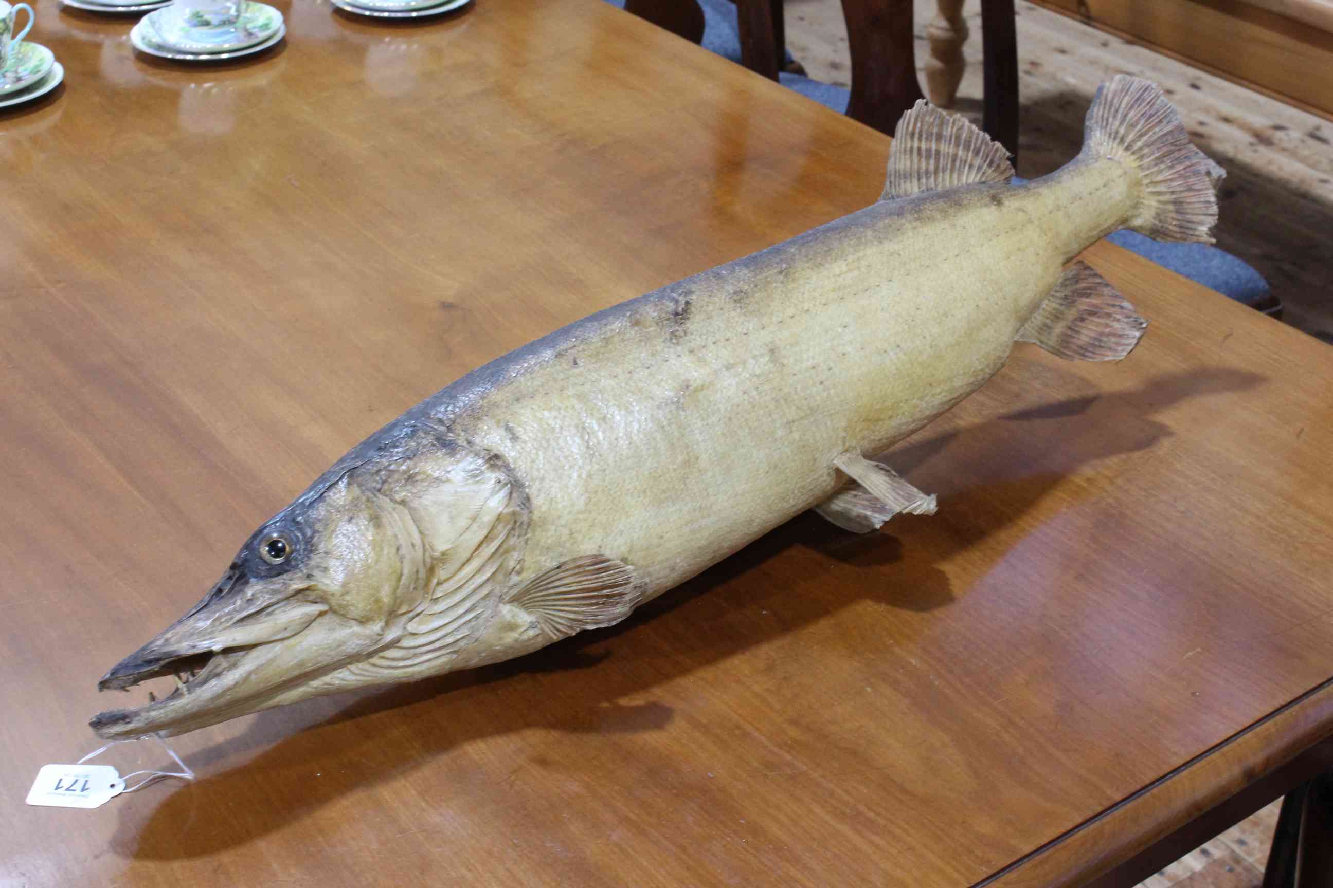Victorian taxidermy of a Pike fish, 87cm by 23cm.