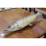 Victorian taxidermy of a Pike fish, 87cm by 23cm.