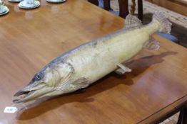 Victorian taxidermy of a Pike fish, 87cm by 23cm.