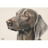 Georgina McMaster ARR Unframed oil on canvas, signed 'Portrait of a Dog' 30cm x 40cm