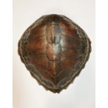 ˜Ⓦ A TURTLE UPPER SHELL^ PROBABLY CHELONIA MYDAS LATE 19TH CENTURY