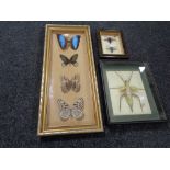 Three insect display cases containing specimens