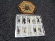 A quantity of display cases containing insect specimens in resin cubes