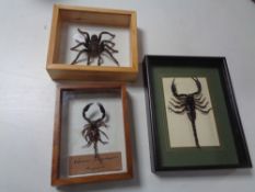 A box of miniature insect specimens in display cases and cubes