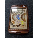 An inlaid mahogany butterfly tray