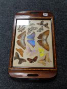 An inlaid mahogany butterfly tray