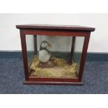 An antique wooden display case containing a taxidermy puffin