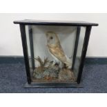 A nineteenth century taxidermy display case with barn owl