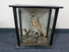 A nineteenth century taxidermy display case with barn owl